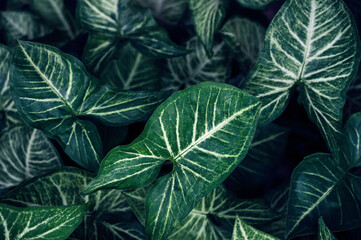 Naklejka na ściany i meble Close up of Tropical green leaves dark green foliage botanical nature background.