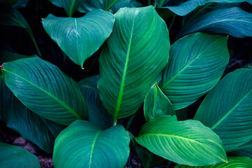  Tropical blue and green leaves nature background. Exotic foliage