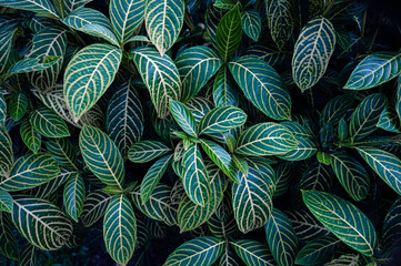 Tropical green leaves pattern nature background.