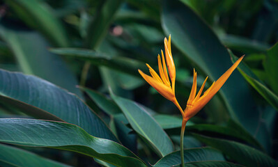 Bird of paradise ,Heliconia  flower , botanical garden with green leaves . Exotic Tropical flowers.