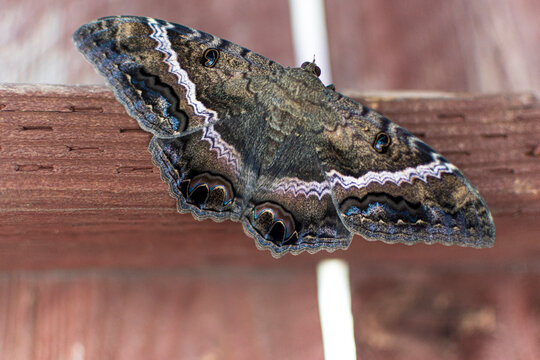 opened wings