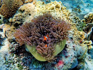 Naklejka na ściany i meble Indonesia Alor Island - Clownfish and Sea Anemone - Amphiprioninae