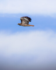 Hawk in flight