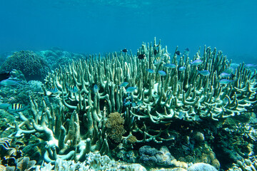 Fototapeta na wymiar Indonesia Sumbawa - Colorful coral reef with tropical fish