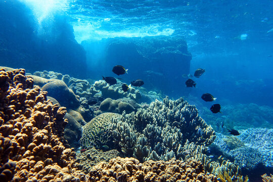 Indonesia Sumbawa - Colorful coral reef with tropical fish