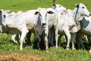 Gado pastando em area rural