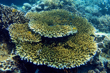 Indonesia Sumbawa - Colorful coral reef with tropical fish