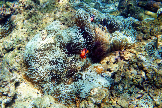 Indonesia Sumbawa - Clownfish and Sea Anemone - Amphiprioninae