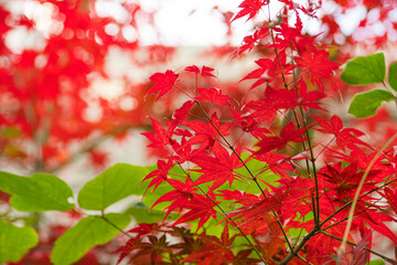 Fototapeta premium 단풍나무가 있는 가을 감성사진