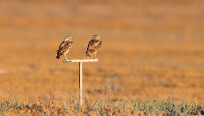 Burrowing Owls perform near their man made burrows.