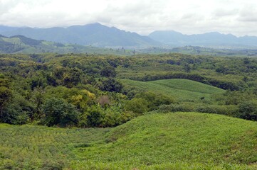 landscape with trees and mountains