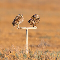 Burrowing Owls perform near their man made burrows.