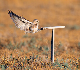 Burrowing Owls perform near their man made burrows.
