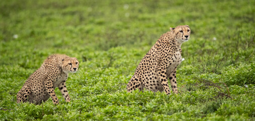 Cheetahs roaming the plains of Tanzania hunting for Wildebeest during the great migration
