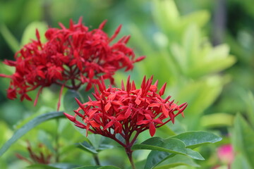 Cambodia. Ixora chinensis, commonly known as Chinese ixora, is a species of plant of the genus Ixora.