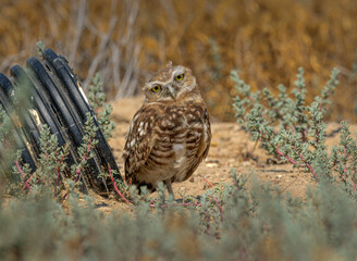 Burrowing Owls perform near their man made burrows.