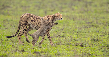 Cheetahs roaming the plains of Tanzania hunting for Wildebeest during the great migration