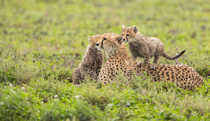 Cheetahs roaming the plains of Tanzania hunting for Wildebeest during the great migration