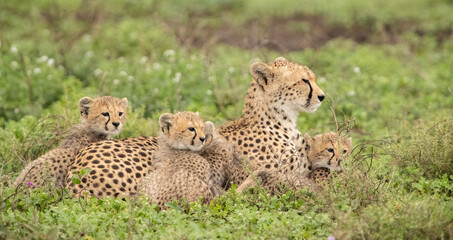 Cheetahs roaming the plains of Tanzania hunting for Wildebeest during the great migration