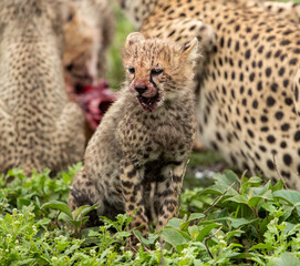 Cheetahs roaming the plains of Tanzania hunting for Wildebeest during the great migration