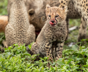 Cheetahs roaming the plains of Tanzania hunting for Wildebeest during the great migration