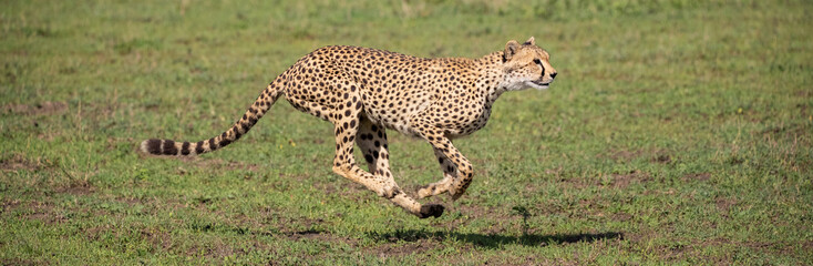 Cheetahs roaming the plains of Tanzania hunting for Wildebeest during the great migration