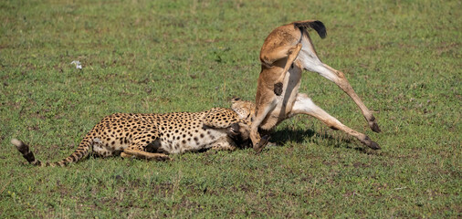 Cheetahs roaming the plains of Tanzania hunting for Wildebeest during the great migration