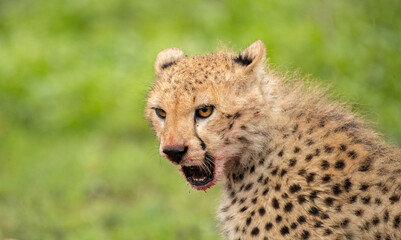 Cheetahs roaming the plains of Tanzania hunting for Wildebeest during the great migration