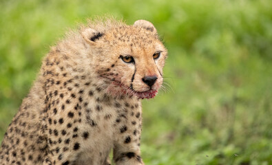 Cheetahs roaming the plains of Tanzania hunting for Wildebeest during the great migration