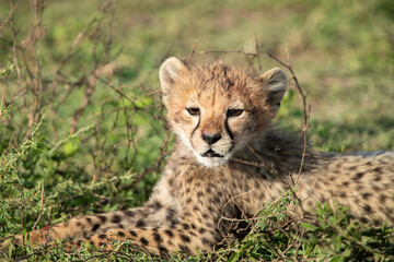 Cheetahs roaming the plains of Tanzania hunting for Wildebeest during the great migration