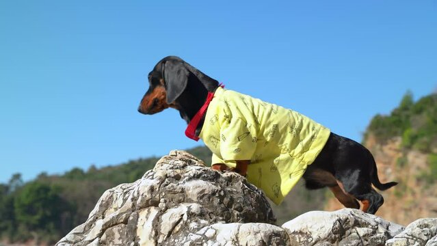 Dachshund puppy has climbed to the top of cliff and looks down from conquered height during the journey, side view. Active lifestyle of pet who loves travel and adventures
