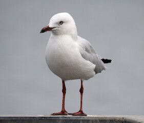Silver gull seagull bird sitting on a bench by the ocean