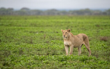 Naklejka na ściany i meble Lions Roaming the Plains of Tanzania