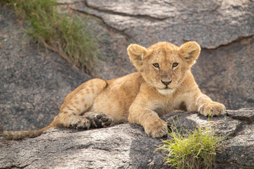 Fototapeta na wymiar Lions Roaming the Plains of Tanzania