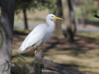 Intermediate egret bird sitting on a tree branch in a park