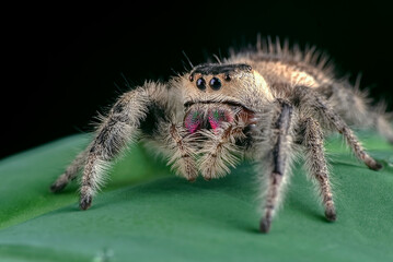 Big jumping spider with prey