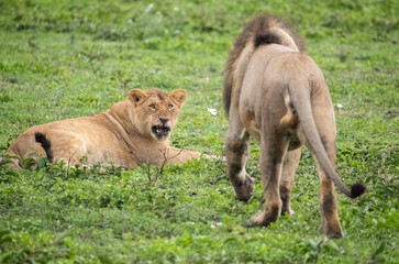 Lions Roaming the Plains of Tanzania