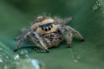 Big jumping spider with prey