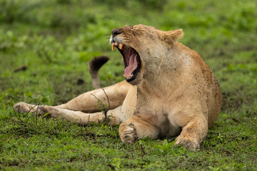 Lions Roaming the Plains of Tanzania