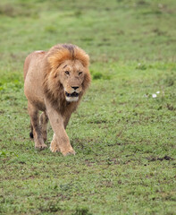 Lions Roaming the Plains of Tanzania