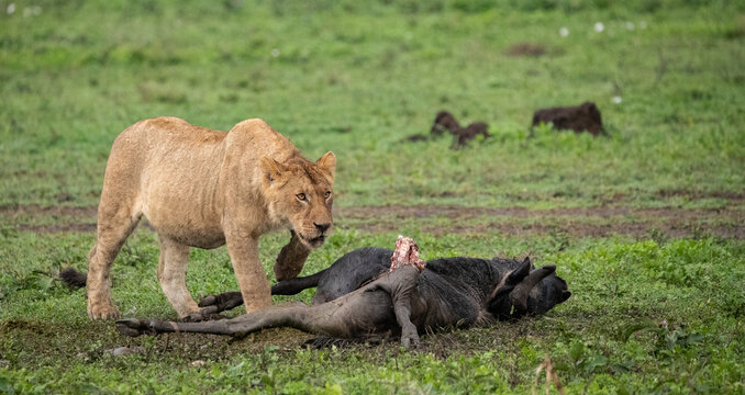 Lions Roaming the Plains of Tanzania