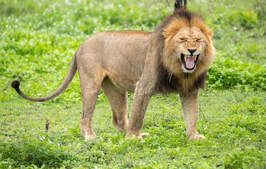 Naklejka premium Lions Roaming the Plains of Tanzania