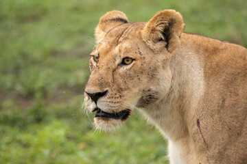 Lions Roaming the Plains of Tanzania