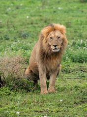 Obraz na płótnie Canvas Lions Roaming the Plains of Tanzania