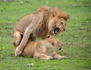 Obraz na płótnie Canvas Lions Roaming the Plains of Tanzania