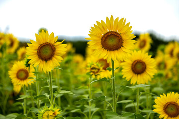 Fototapeta premium ひまわり