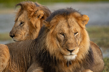 Lions Roaming the Plains of Tanzania