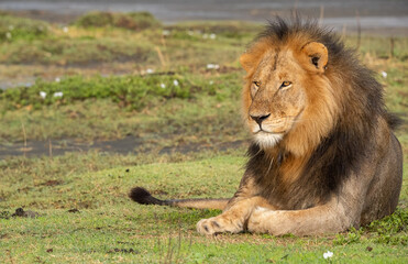 Lions Roaming the Plains of Tanzania