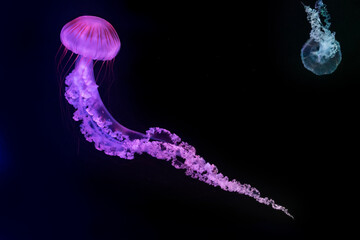 jellyfish (Chrysaora fuscescens or Pacific sea nettle)