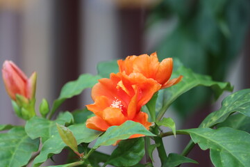 Cambodia. Rhodocactus grandifolius (rose cactus; syn. Pereskia grandifolia) is a species of cactus native to eastern and southern Brazil. Like all species in the genus Rhodocactus.